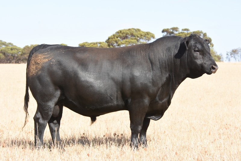 Sale Team Carenda Angus Katanning Western Australia